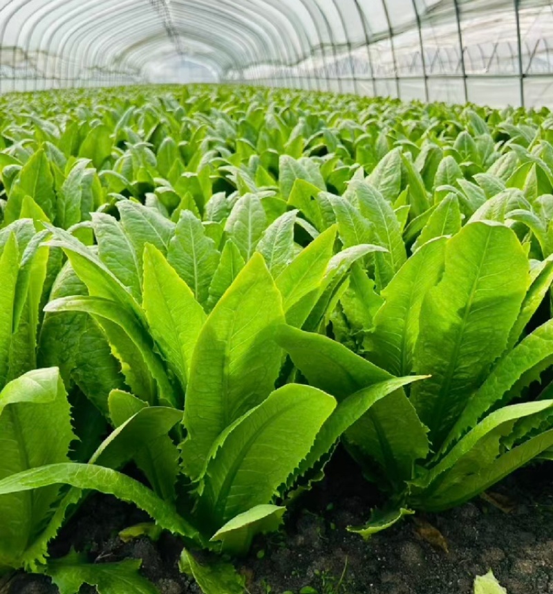 油麦菜产地直销量大质优价格优惠支持视频看货欢迎采购