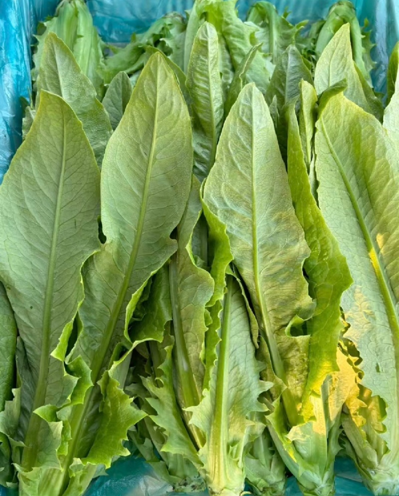 油麦菜产地直销量大质优价格优惠支持视频看货欢迎采购