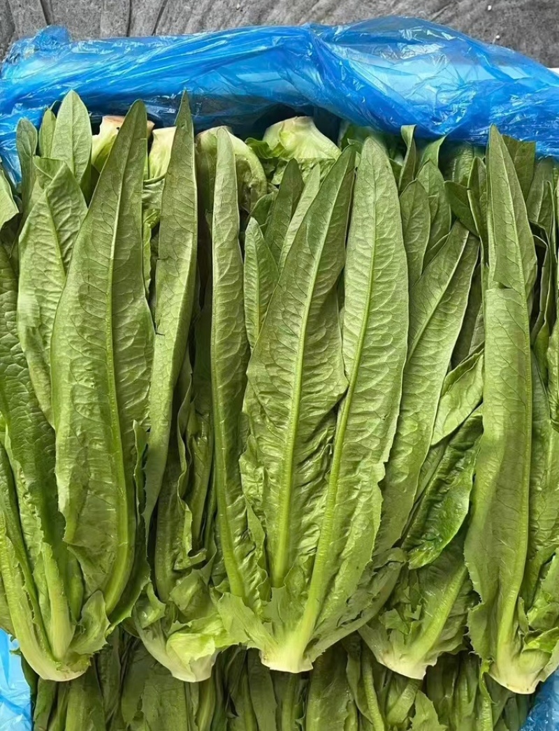 油麦菜产地直销量大质优价格优惠支持视频看货欢迎采购