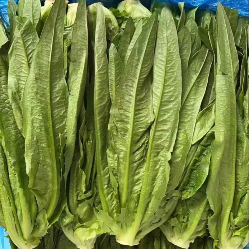 油麦菜产地直销量大质优价格优惠支持视频看货欢迎采购