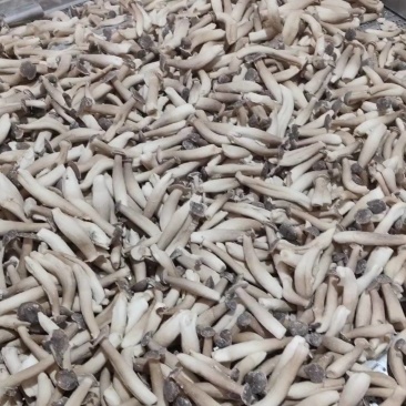 速冻冷冻鹿茸菇，低温油炸专用冷冻品，vf用冷冻鹿茸