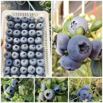 F6暖棚蓝莓头茬大果基地直供量大从优品质保证