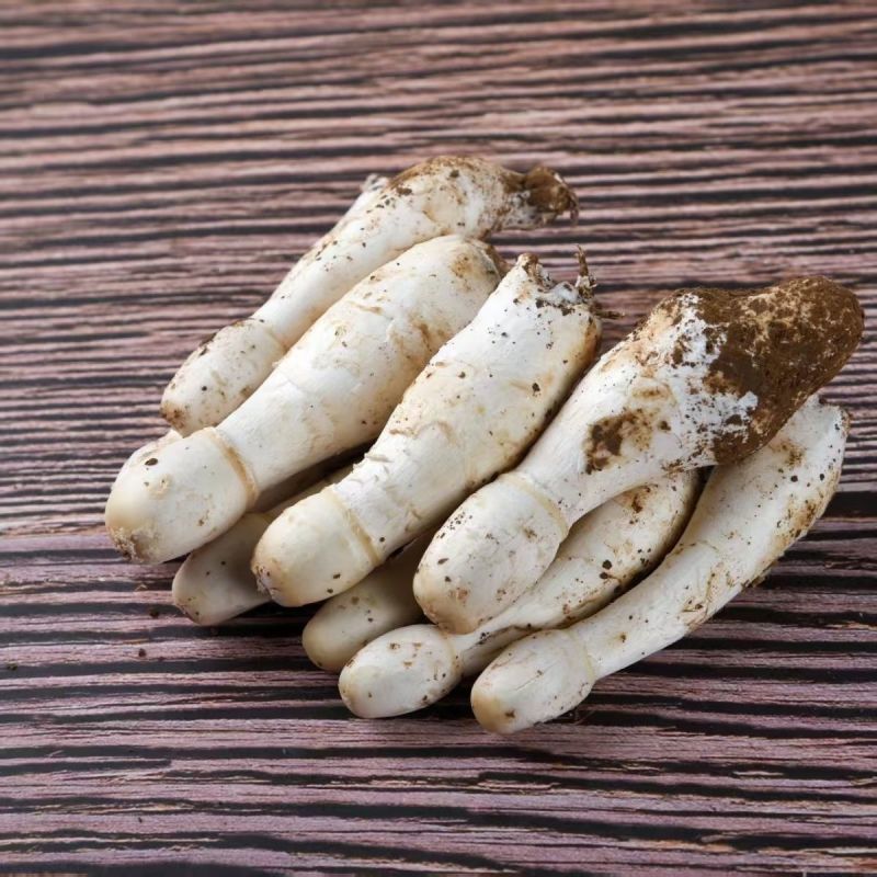 鸡腿菇
