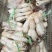 鸡腿菇