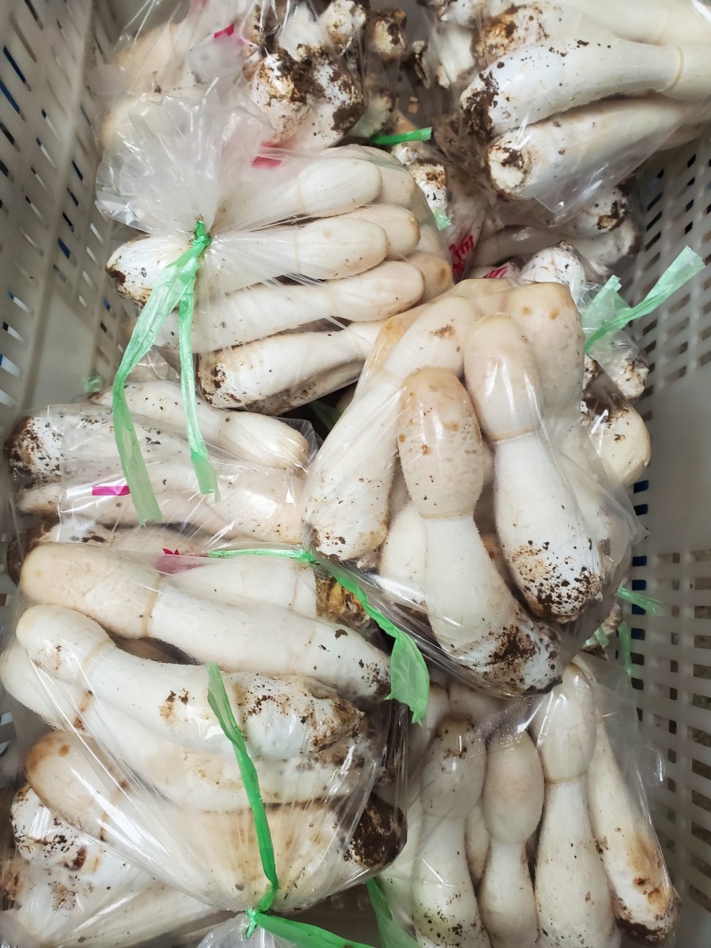 鸡腿菇