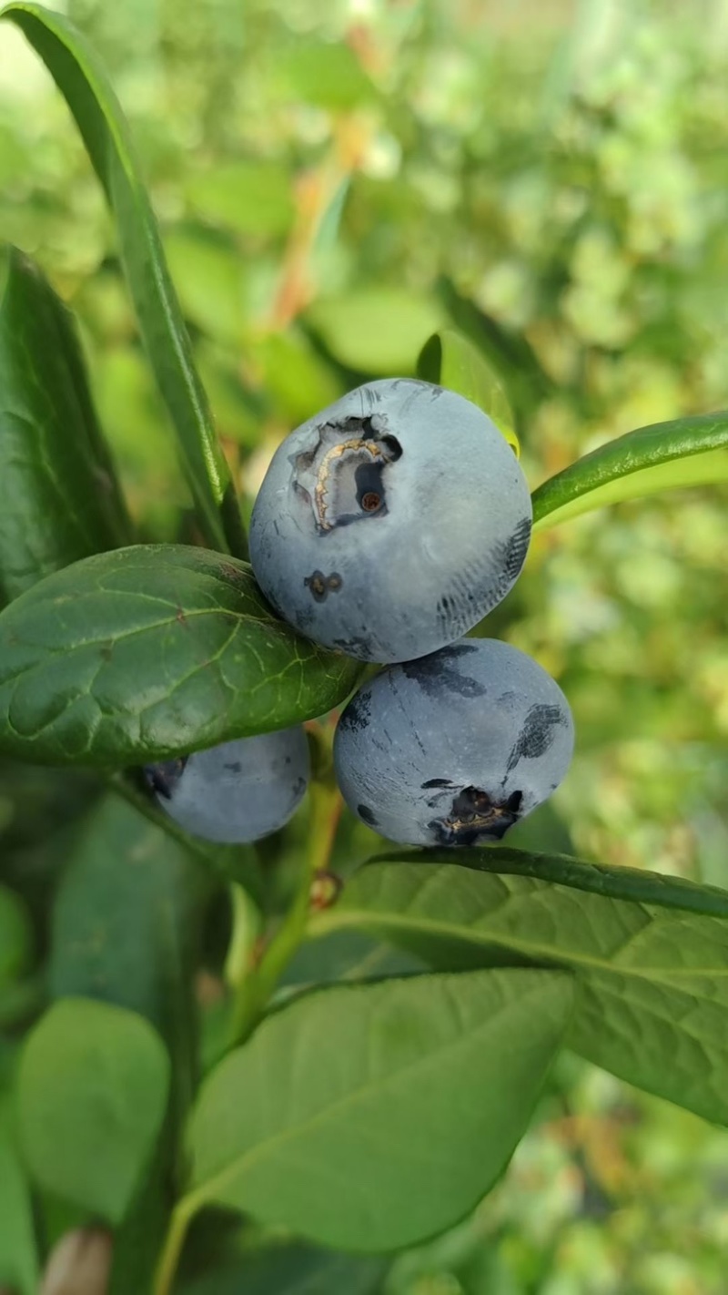 F6暖棚蓝莓头茬大果基地直供量大从优品质保证