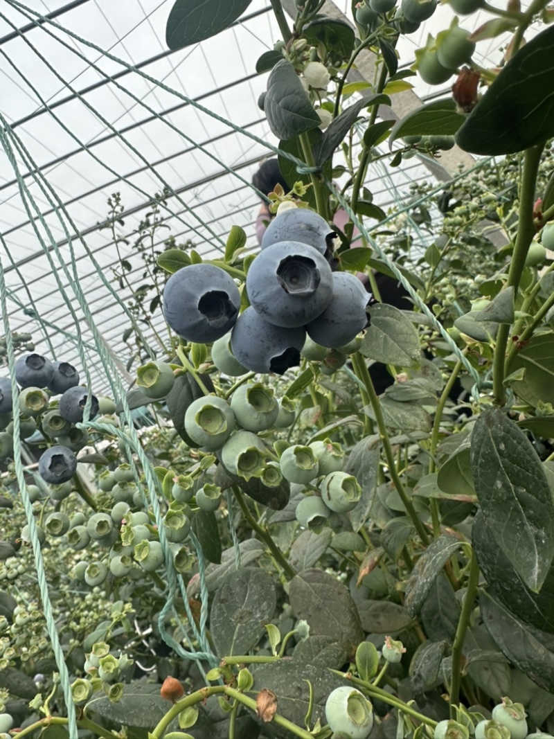 F6暖棚蓝莓头茬大果基地直供量大从优品质保证