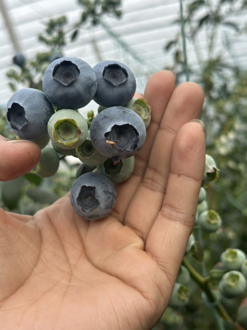 F6暖棚蓝莓头茬大果基地直供量大从优品质保证