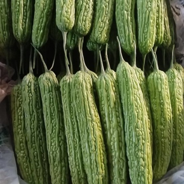 寿光孙家集精品苦瓜