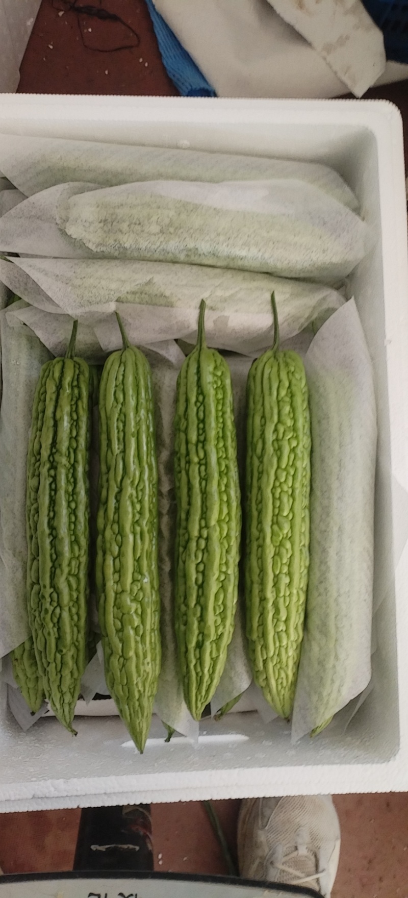 寿光孙家集精品苦瓜