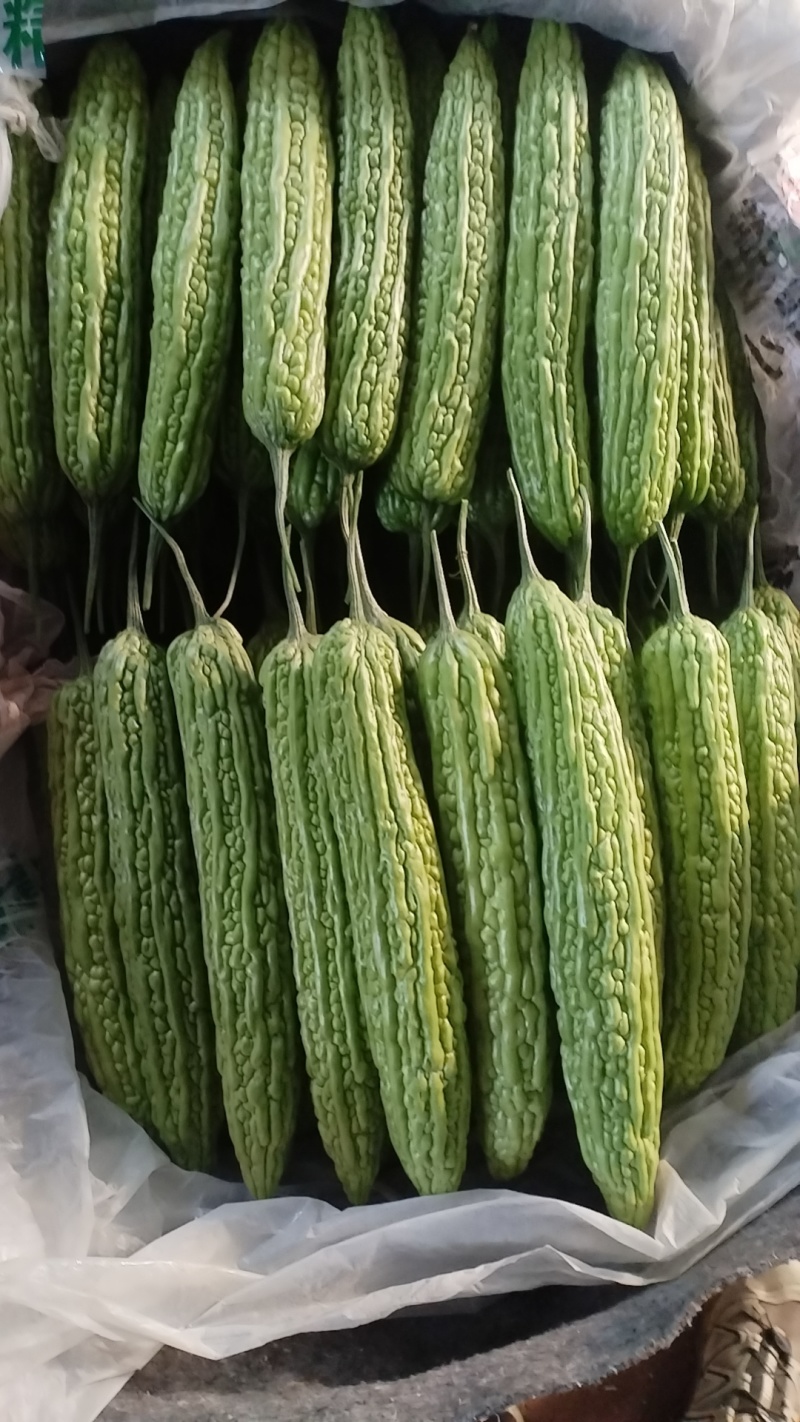 寿光孙家集精品苦瓜