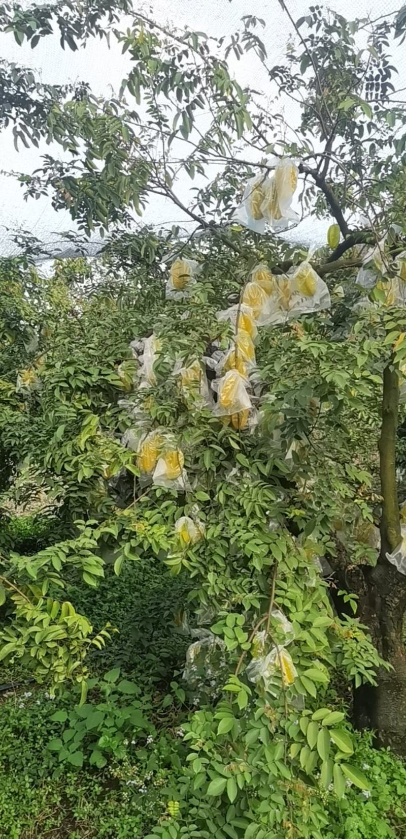 福建漳州，杨桃.电商，超市.一件代发.需要的老板请联系