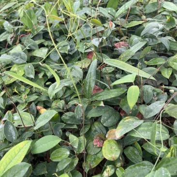 土茯苓苗，土茯苓杯苗