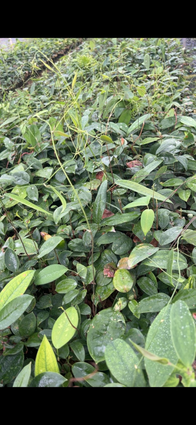 土茯苓苗，土茯苓杯苗
