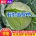 圆包菜/产区直发/农家种植/大量现货