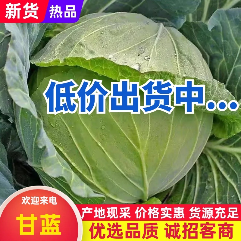 圆包菜/产区直发/农家种植/大量现货