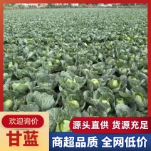 圆包菜/甘蓝/产区直发/货源充足/欢迎购买