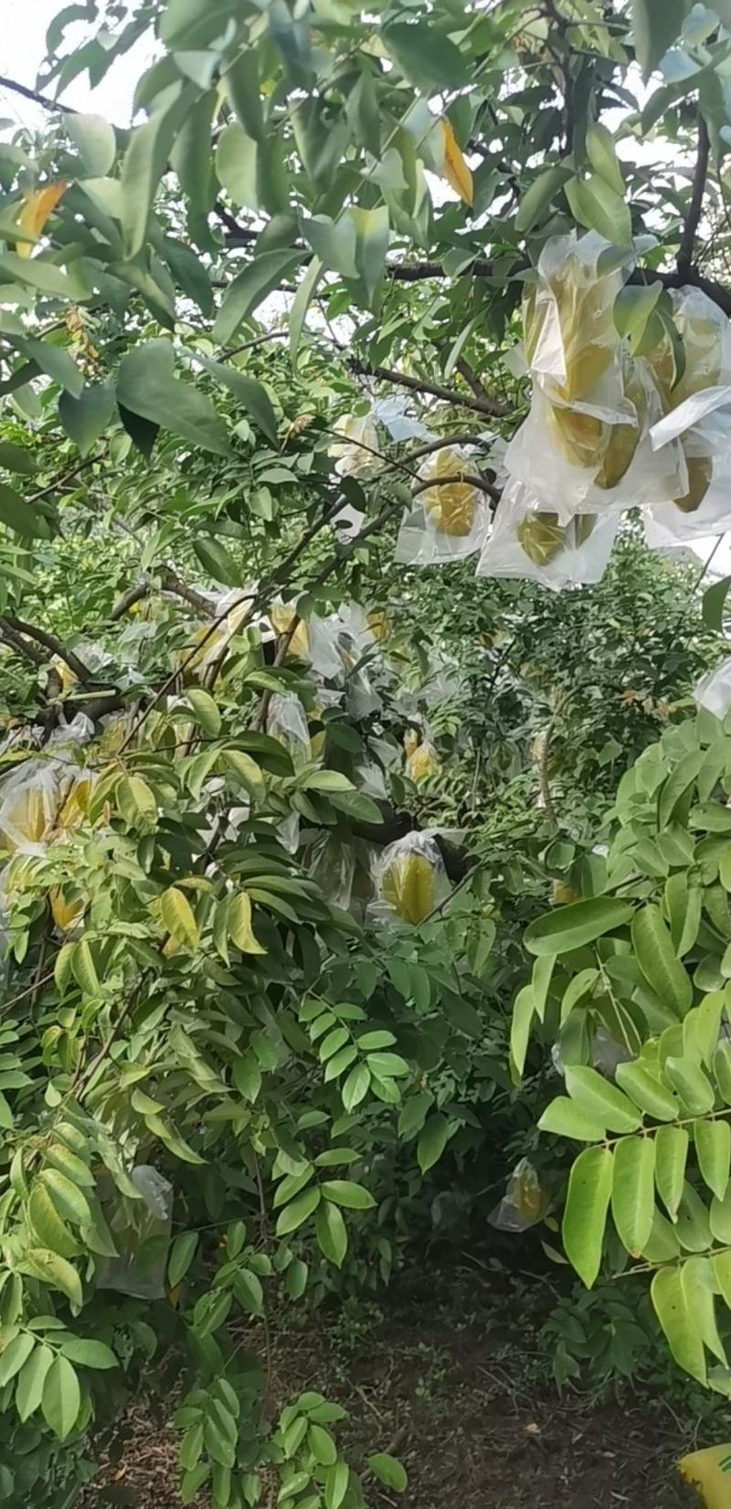 福建漳州，杨桃.电商，超市.一件代发.需要的老板请联系