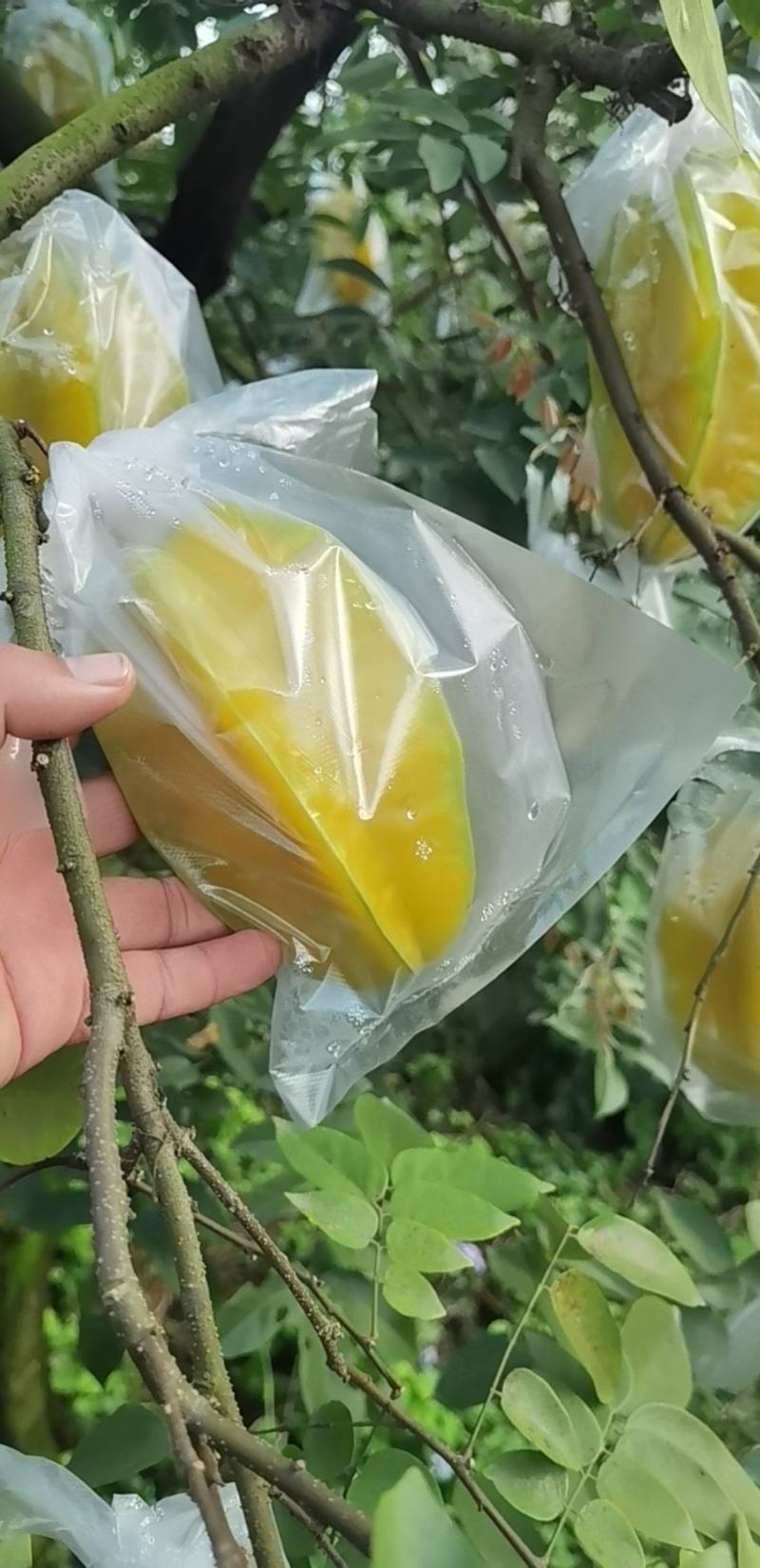 福建漳州，杨桃.电商，超市.一件代发.需要的老板请联系