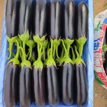 寿光精品绿库长茄