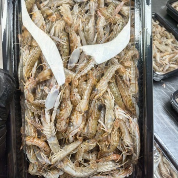 当季叮当虾，鲜