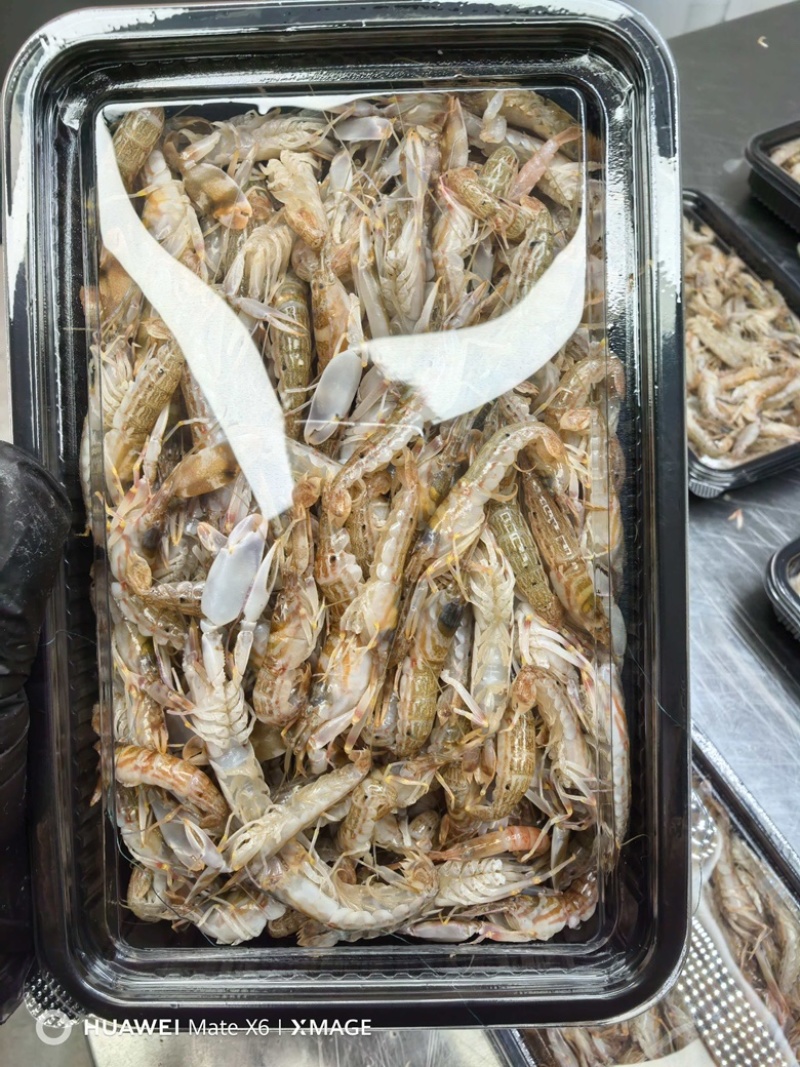 当季叮当虾，鲜