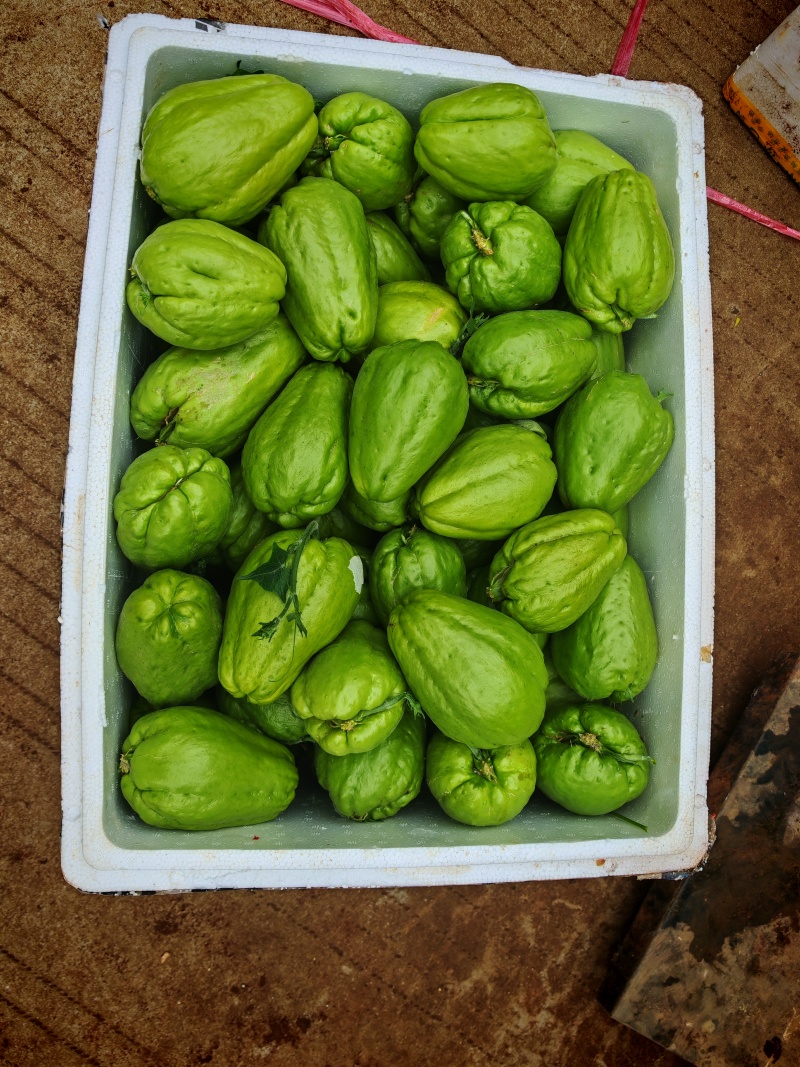 佛手瓜苗老瓜龙须菜种植优果保水靓果佛手瓜种