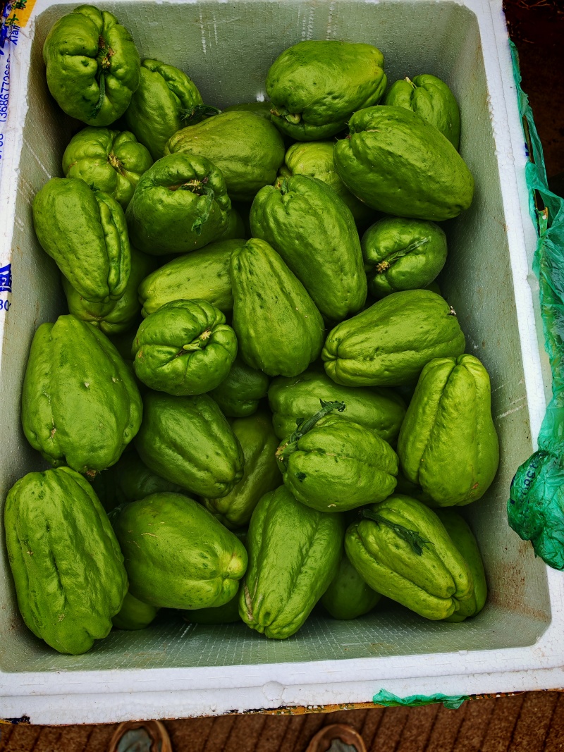 佛手瓜苗老瓜龙须菜种植优果保水靓果佛手瓜种