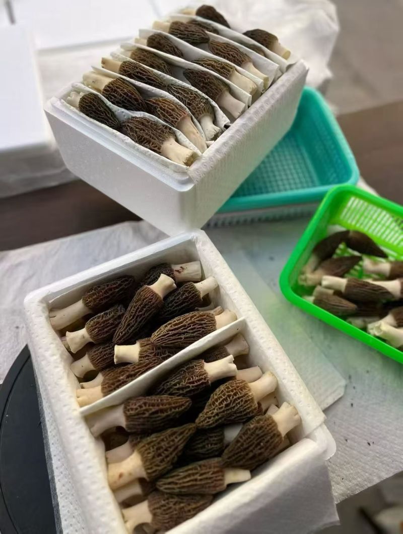 2026的羊肚菌