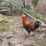 跑山鸡