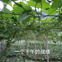 洋瓜