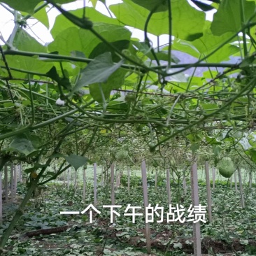 洋瓜