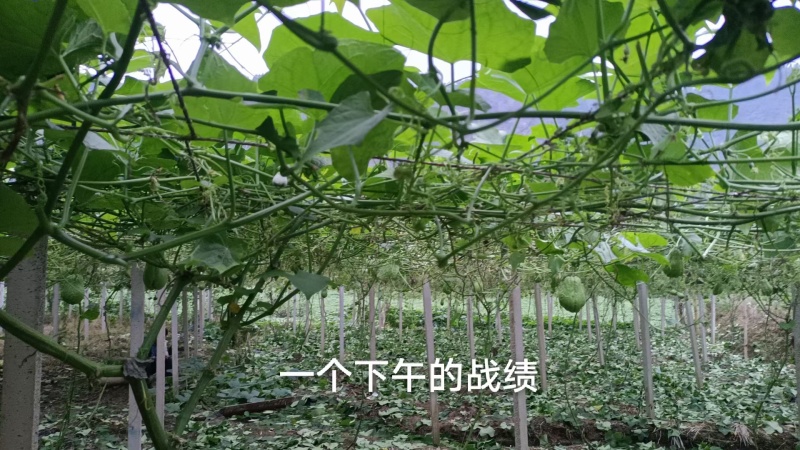 洋瓜