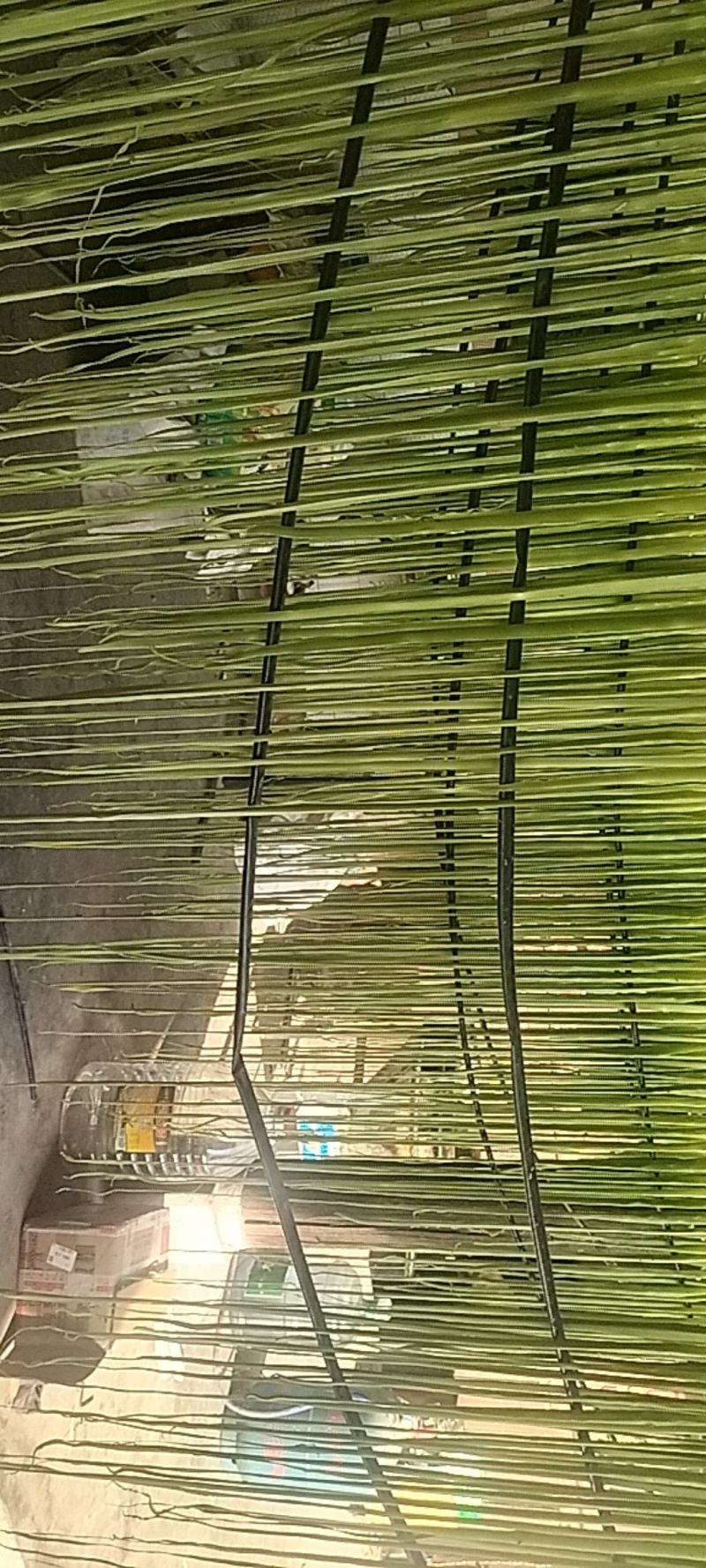 一手货源，贡菜干