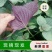 紫苏叶大量上市全国发货，欢迎进店沟通