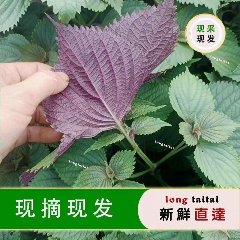 紫苏叶大量上市全国发货，欢迎进店沟通