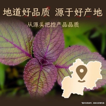 紫苏叶，大量上市全国发货，欢迎进店沟通