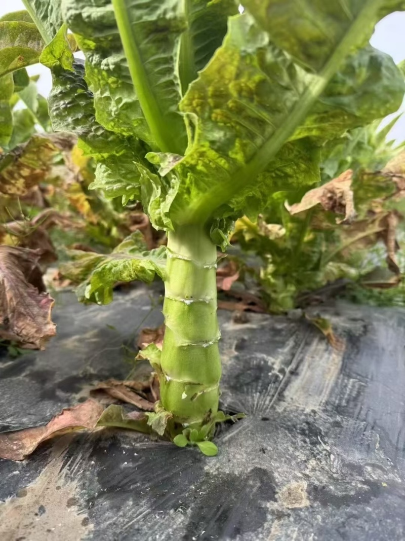 红火8号莴笋种子红尖叶长直棒型香莴笋种子肉嫩翠绿色香味浓