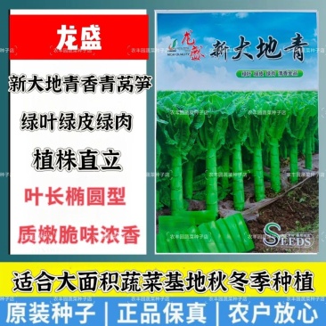 三青莴笋种子新大地青香莴笋种子耐寒椭圆叶绿叶绿皮绿肉莴苣