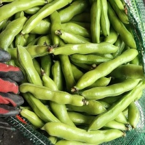 福建大豆，精品蚕豆，价格低质量好，都是精品货源，