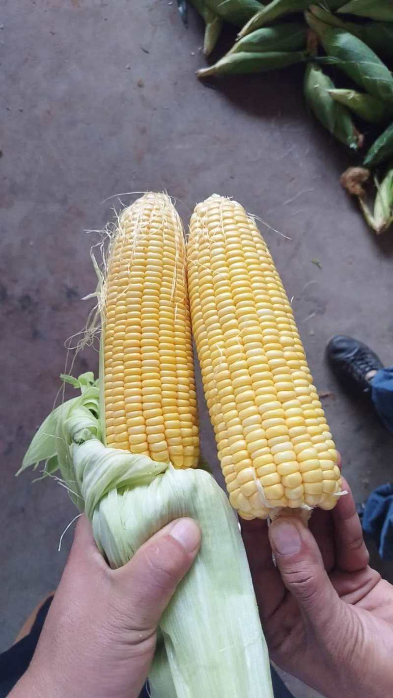 广东精品太阳花玉米大量上市品质保证量大从优一手货源