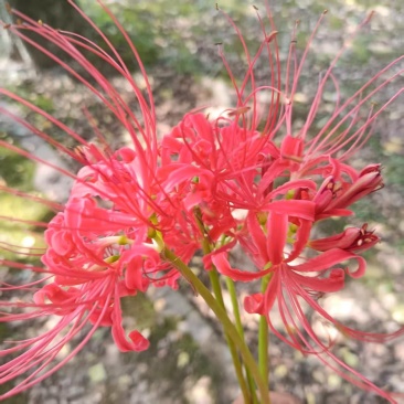 红花石蒜，彼岸花，玫瑰石蒜