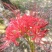 红花石蒜，彼岸花，玫瑰石蒜