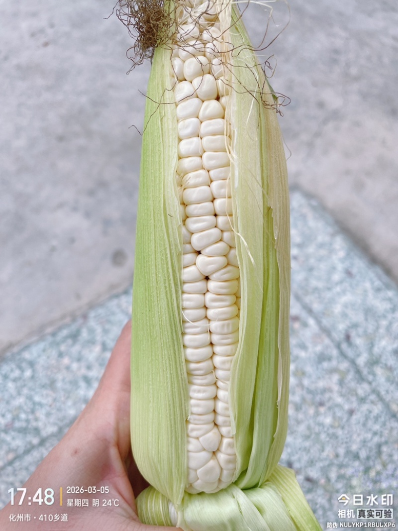 糯玉米