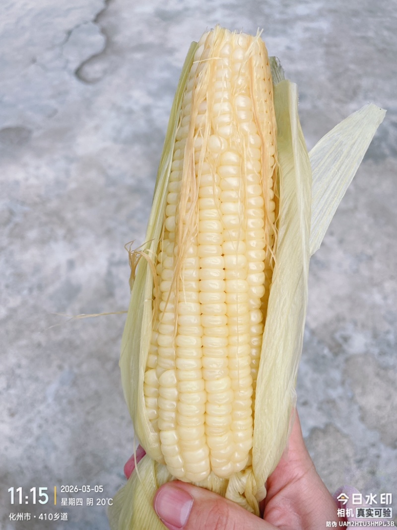 糯玉米