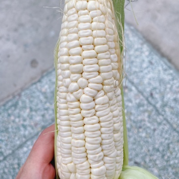 糯玉米