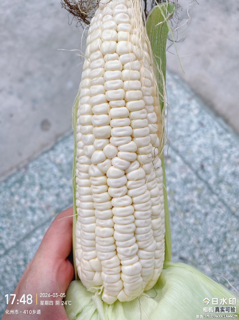 糯玉米