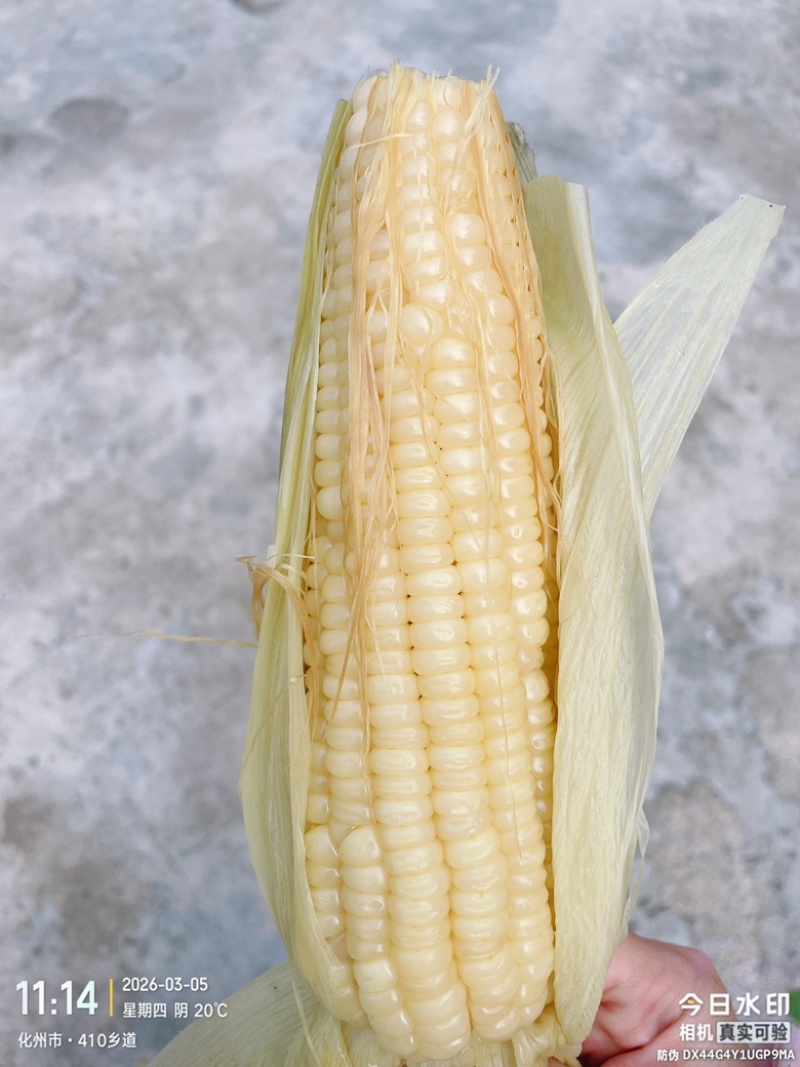 糯玉米