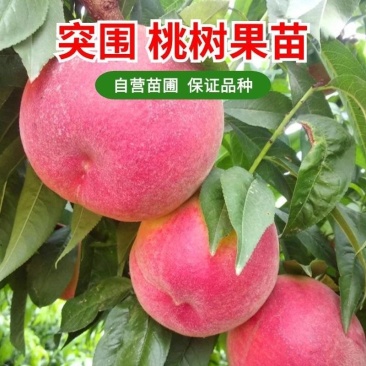 早熟突围红桃苗自家培育现挖现发的包成活包品种保质量