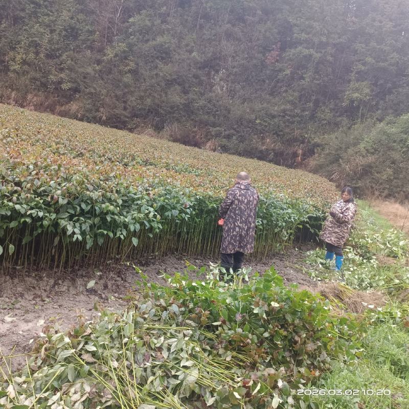 钩藤种子移栽苗，根系发达，易成活，一手货源。